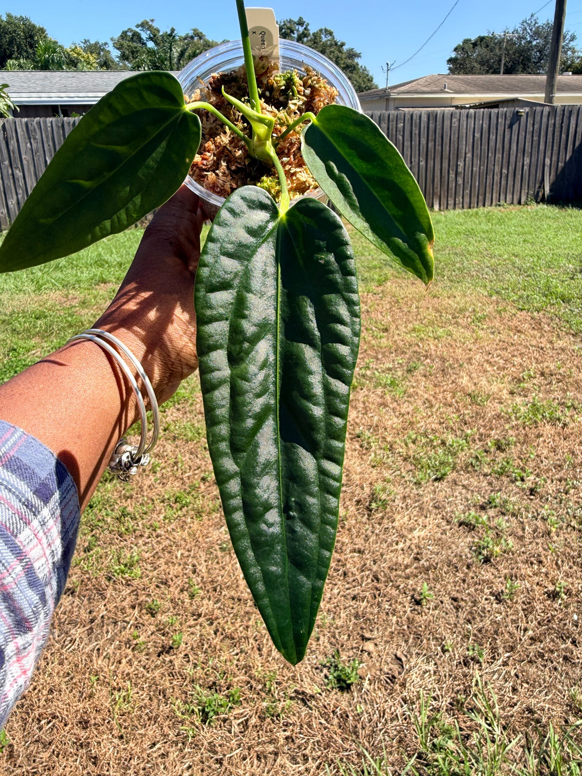 Plants - Coming Soon
